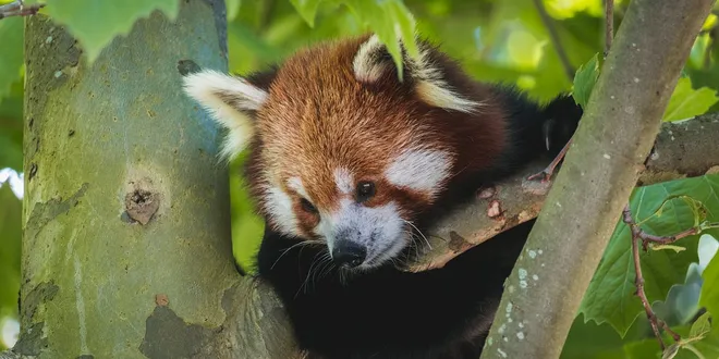 Pandas & explained – short, clear and quickly!
